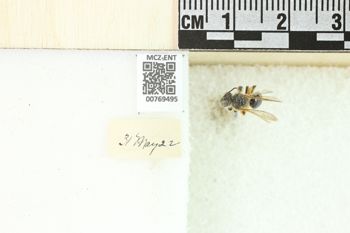 Media type: image;   Entomology 769495 Aspect: Labels